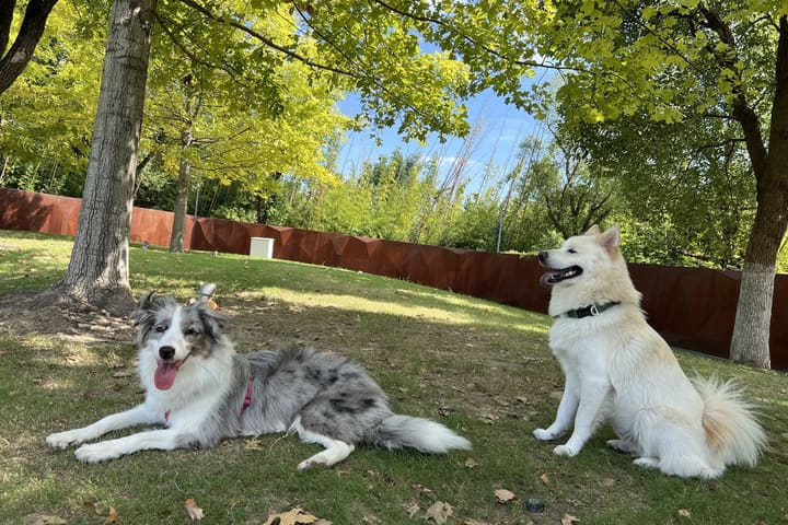 Two dogs resting on the grass under autumn trees: a merle border collie lying down and a cream spitz sitting up.
