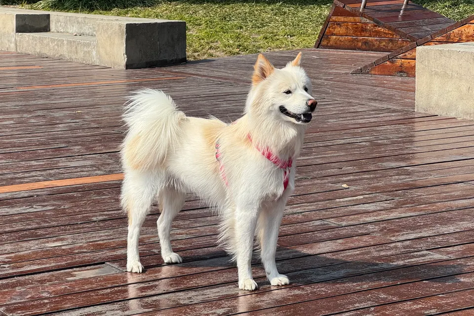 A white dog standing on a rain-darkened boardwalk, mid-walk